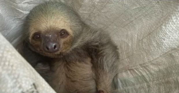 Спасиха ленивец от електрически стълб в Колумбия Животинката се покатерила на
