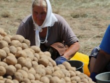 Картофопроизводителите също готови за стачка