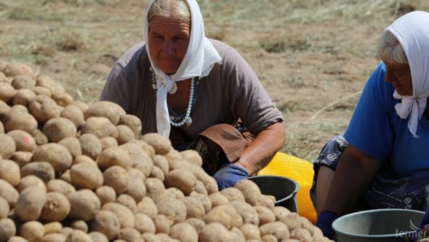 Картофопроизводителите са готови на стачни действия заради спиране на субсидии