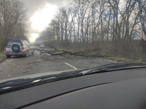 Дърво е било съборено от силния вятър на пътя Бургас