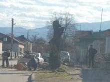 Сигнал от пловдивско село: Безразборно режат дървета по главната улица