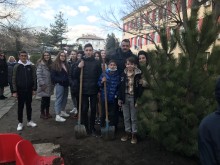 Кметът на "Централен" и ученици от ОУ "Кочо Честеменски" засадиха двуметров бор в двора на училището