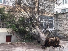 Огромна липа се стовари във вътрешен двор в центъра на Варна