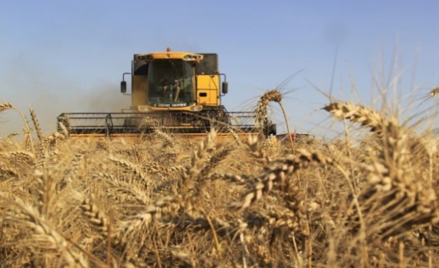 Правителството обяви че ще изкупи милион и половина тона зърно