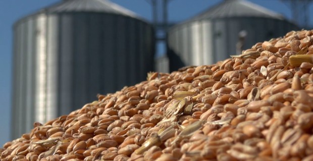 Държавата ще вкара в държавния резерв пшеница, която не е