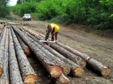 Горските инспектори извършиха близо 4900 проверки и съставиха над 170 акта