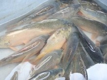 Пловдивчани създадоха единствените български породи шаран