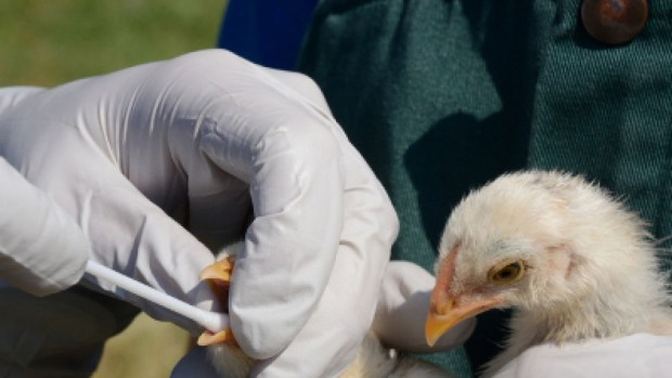 Огнище на птичи грип е регистрирано в Южна Румъния близо