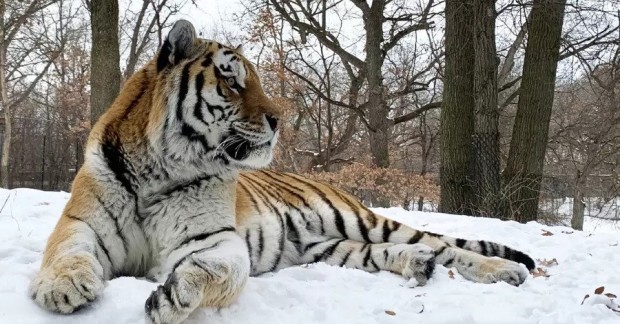 12 годишен амурски тигър на име Путин почина по време на