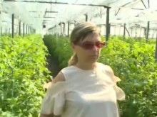 Производител от Пловдивско: Много трудно се работи с това министерство, няма нито субсидии, нито помощи