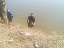 Фекални води тровят язовир - тонове умряла риба изплува на повърхността