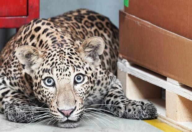 A Mercedes plant has stopped working because of a leopard