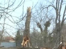 Заради бурния вятър: Над 100 сигнала за паднали клони, дървета и ламарини в София