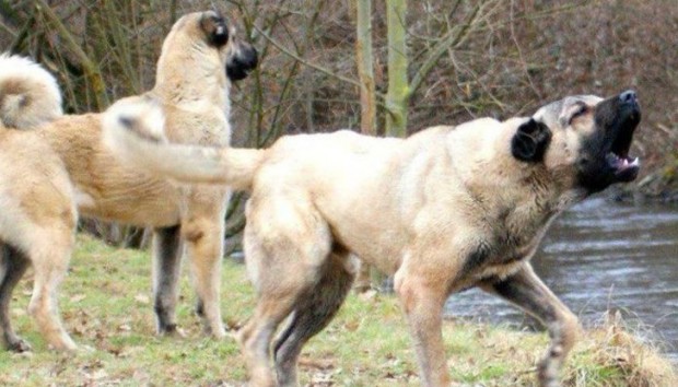 Две кучета нахапаха 47-годишна жена в Перник. Песовете от породата Кангал“ нападнали