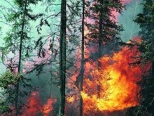 Изгоряха 40 декара иглолистна гора при пожар край село Драганица