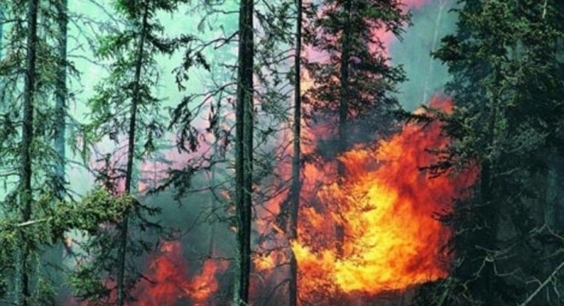 При пожар край село Драганица в община Вършец са изгорели
