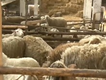 Заради високата цена на тока: Животновъди са пред фалит