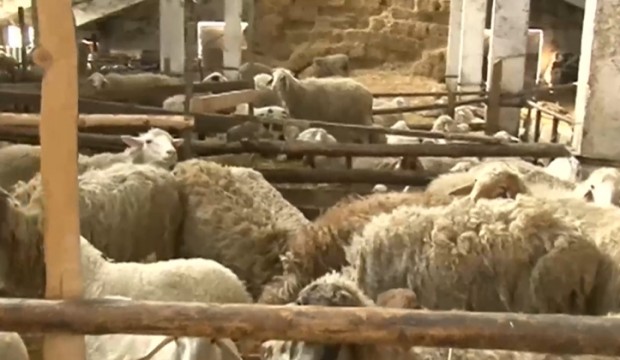 Животновъди пред фалит заради високата цена на тока Овцевъд от