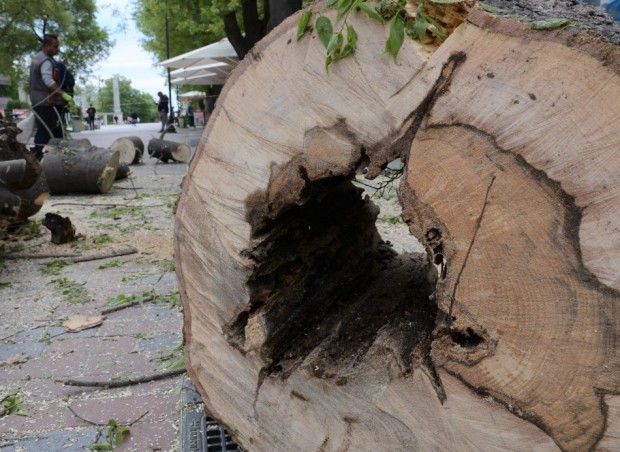 Две опасни дървета бяха премахнати вчера в района на бул