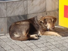 Природозащитниците подхванаха и кмета на Асеновград