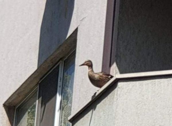 Строителни работници спасиха дива патица с деветте ѝ малки, коите