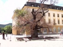 Мъж се скри в Стария бряст и хвърля камъни по минувачите