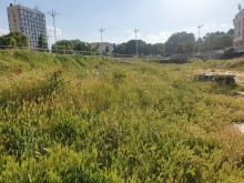 Море от треви в Пловдив