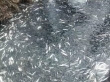 Откриха голямо количество мъртва риба в района на язовир "Студен кладенец"