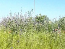 Шофьорка: Безхаберие на Околовръстното