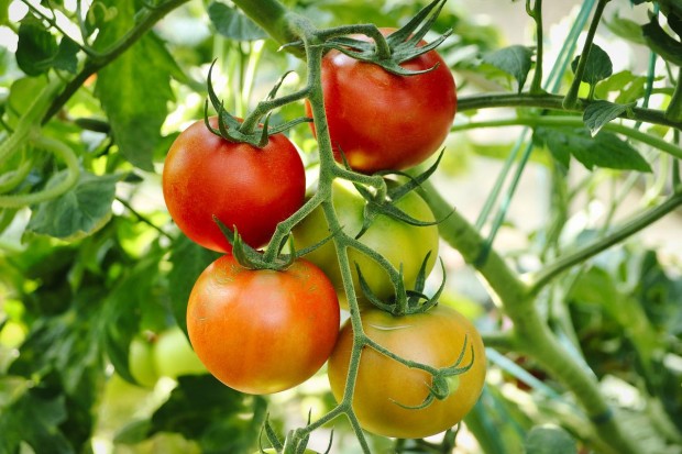 Диетоложката Елена Соломатина каза че доматите въпреки голямото количество витамини