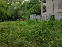 Пловдивчанин към "Градини и паркове": Моля, не косете тревите около блока! Искам да ми пазят сянка
