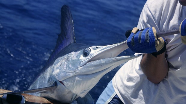 В Кабо Верде рибари уловиха гигантски 621 килограмов син марлин вторият
