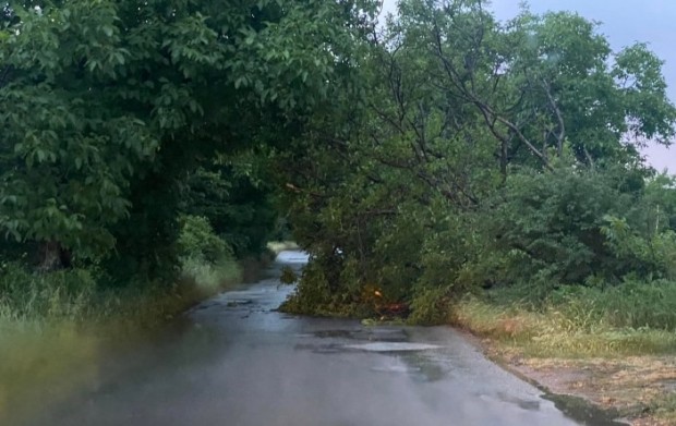 Дърво почти затвори пътя между селата Първенец и Брестовица видя