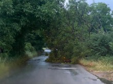 Дърво падна на пътя Брестовица - Първенец