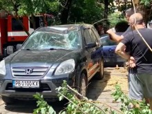 Дърво падна върху паркирани коли, жители ще съдят община Пловдив