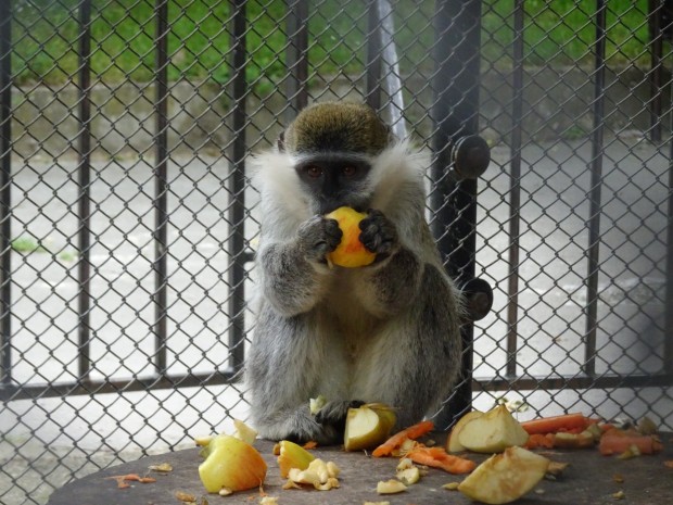 Маймунката Кънчо навърши вчера 16 години, похвалиха се от варненският