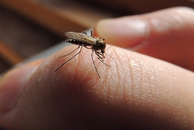 Оказва се че комарите също са претенциозни Лошата новина с