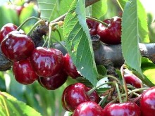 Реколтата от череши е по-слаба с около 30-50%
