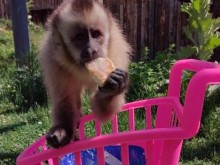 И маймуните в Столичния зоопарк се разхлаждат в жегата със сладолед