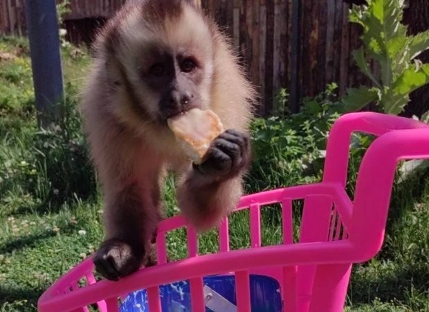 Капуцините от Софийския зоопарк получиха специално приготвен за тях плодов