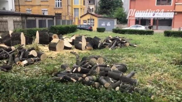 Читател на Plovdiv24 bg сигнализира за отрязан здрав 100 годишен чинар Дървото се намира