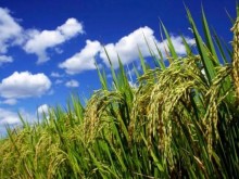 Пригответе се! Цената на този продукт може да скочи рязко в следващите месеци!