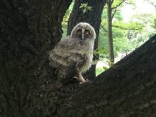 РИОСВ Пловдив: Не всяко намерено животно е бедстващо
