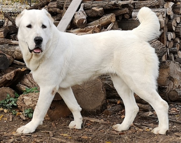 Куче от изключително опасната порода Азиатски вълкодав нахапа 10 годишно