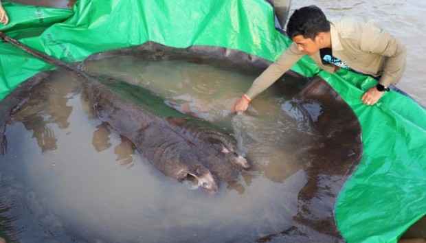 They caught the largest freshwater fish in the world