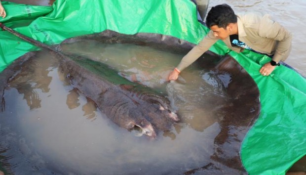 В Камбоджа беше уловена според учените най голямата регистрирана сладководна риба