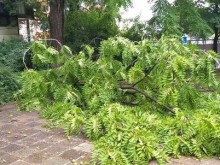 На косъм от трагедия: Огромни клони се стовариха в двора на детска градина по време на бурята в София