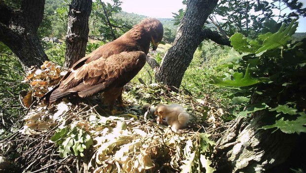 800 1000 двойки от вида малък креслив орел гнездят в България