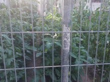 Пловдивчанин: Готина градинка в центъра на Бургас, доматите скоро ще стават за салата