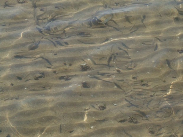 Nasties when we enter the sea!  Tourists: They are everywhere and they bite!